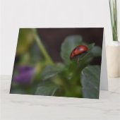 Carte Ladybug (Devant)