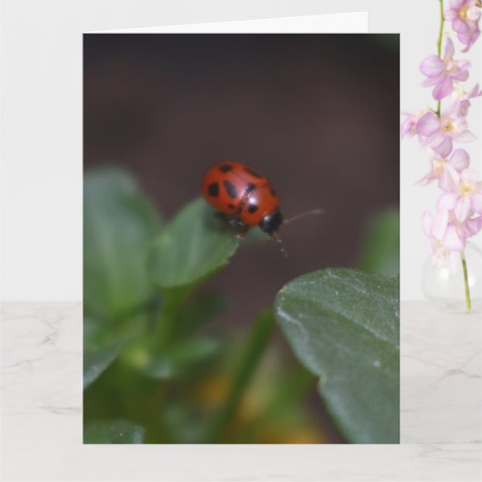 Carte Ladybug (Orchidée)