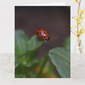 Carte Ladybug (Fleur jaune)