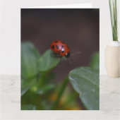 Carte Ladybug (Devant)