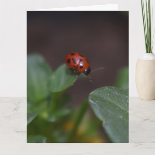 Carte Ladybug (Devant)