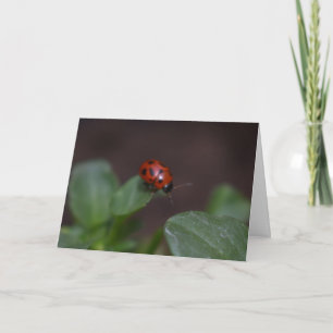 Carte Ladybug