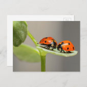 Carte Ladybugs (Devant / Derrière)