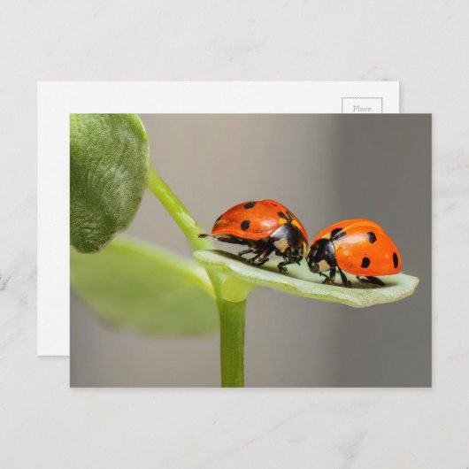 Carte Ladybugs (Devant / Derrière)