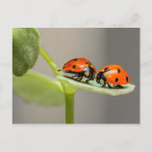 Carte Ladybugs (Devant)