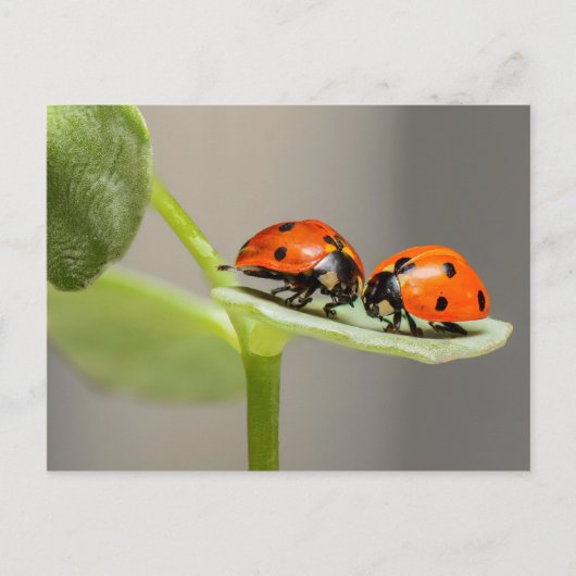 Carte Ladybugs (Devant)