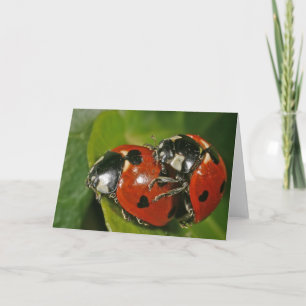 Carte Ladybugs en amour