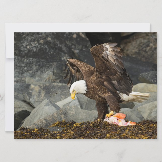 Carte L'aigle chauve ultime (Devant)