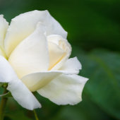 Carte Lake Tahoe Folded Greeting Card