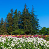 Carte Lake Tahoe Folded Greeting Card