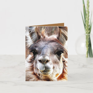 Carte Lama