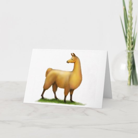 Carte Lama péruvien (Devant)