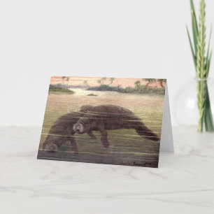 Carte Lamantins ou vaches marines, mammifères marins