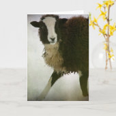 Carte Lambchops (Fleur jaune)
