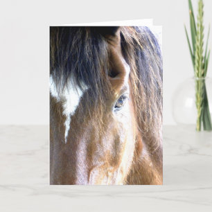 Carte L'âme du cheval face à la photographie de fond