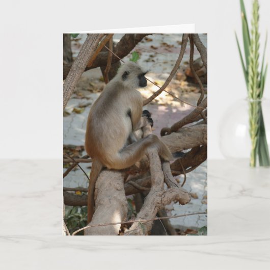 Carte Langur gris - Prendre un repos (Devant)