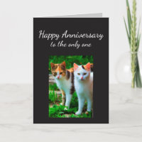 L'anniversaire a aimé un humour de chat