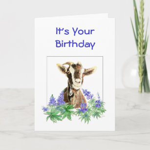 Cadeaux Vieil Anniversaire De Chevre Zazzle Be