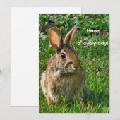 Carte Lapin à queue blanche de l'Est (Devant / Derrière)
