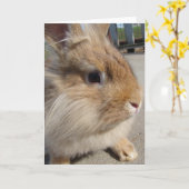 Carte Lapin à tête blanche (Fleur jaune)