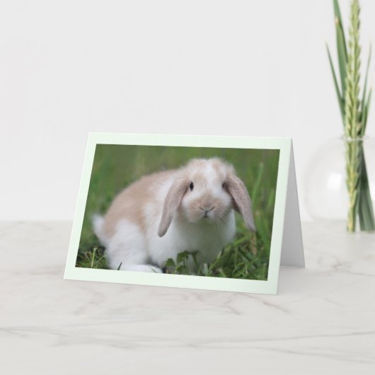 Carte Lapin de la Hollande Lop de bébé (Devant)