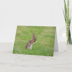 Carte Lapin debout dans l'herbe et ayant l'air timide