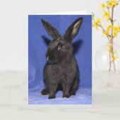 Carte Lapin noir (Fleur jaune)