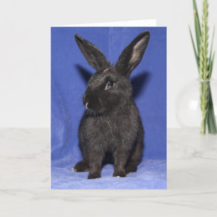 Carte Lapin noir