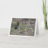 Carte Lapin sauvage en campagne (Devant)