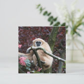 Carte Lar Gibbon, la retraite à la traîne (Debout devant)