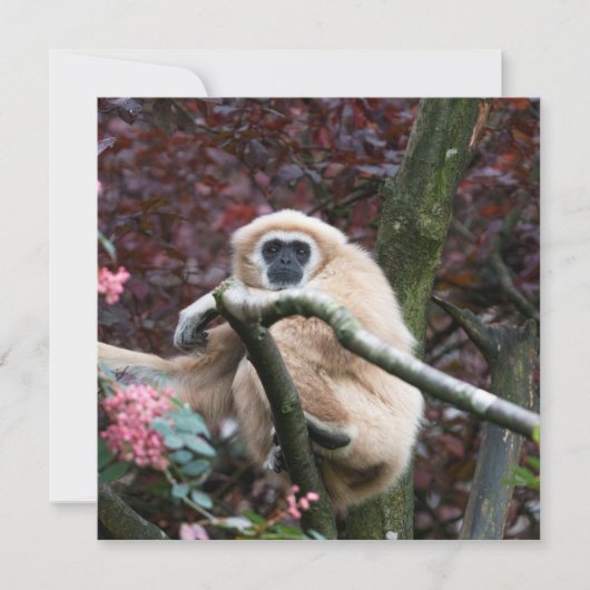 Carte Lar Gibbon, la retraite à la traîne (Devant)