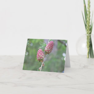 Carte Larch (Larix)