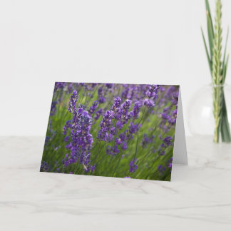 Carte Lavande | Lavendel