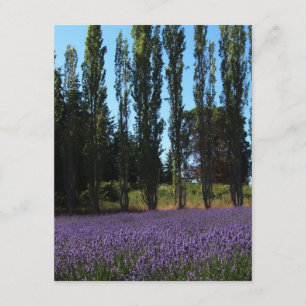 Carte Lavender Field Bible Verse Encouragement Card