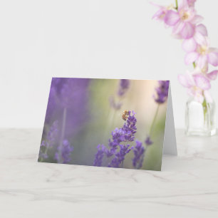Carte Lavender Flower Honeybee Nature Photo