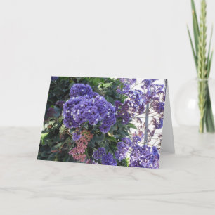 Carte Le blanc bleu de fleur tient le premier rôle la