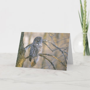 Carte Le Canada, Québec. Hibou de grand gris été perché