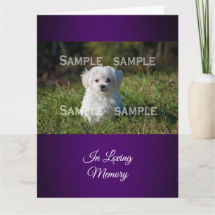 Carte Le caniche maltais en photo d'herbe