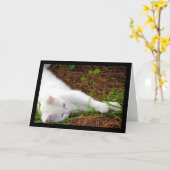 Carte Le Chat dans les Aiguilles de Pin (Fleur jaune)