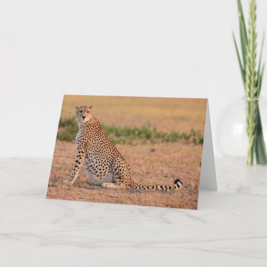 Carte Le Cheetah repose tôt le matin (Devant)