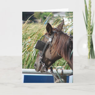 Carte Le Cheval Amish