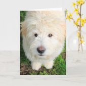 Carte Le Chiot De Goldendoodle En Regardant La Caméra (Fleur jaune)