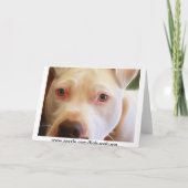 Carte Le chiot de Pitbull observe la photographie d'art (Dos)