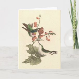 Carte Le colibri à gorge rouge ou à gorge rubis