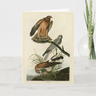 Carte Le faucon des marais des oiseaux d'Amérique d'Audu