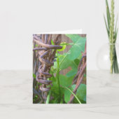 Carte Le fil Barbed de papa (Devant)