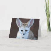 Carte Le Fox de Fennec le plus mignon des mondes (Dos)