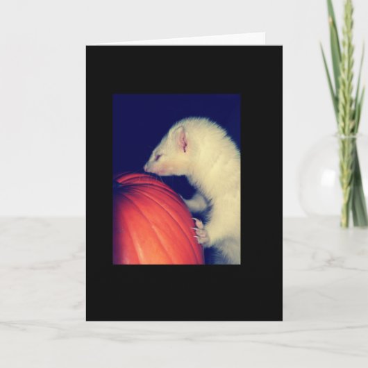 Carte Le furet et le citrouille (Devant)