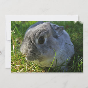 Carte Le gros plan de M. Bunny