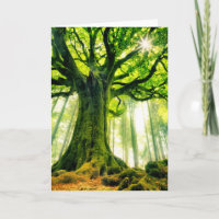 Le hêtre de Ponthus